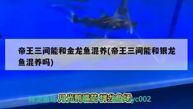 帝王三間魚能和金龍魚混養嗎：帝王三間魚與金龍魚混養存在一定的風險和挑戰 帝王三間魚能和金龍魚混養嗎：帝王三間魚與金龍魚混養存在一定的風險和挑戰 龍魚百科 第2張