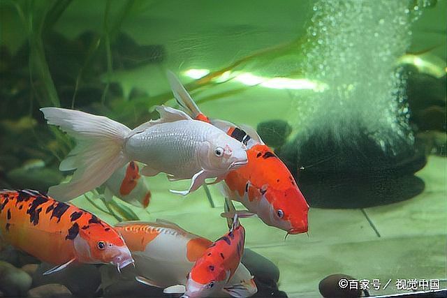 金龍魚可以幾天不喂食？ 金龍魚可以幾天不喂食？ 龍魚百科 第1張