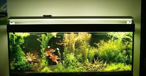 魚缸水發白發渾怎么處理（魚缸水質改善的具體步驟如何正確使用魚缸過濾器） 魚缸水發白發渾怎么處理（魚缸水質改善的具體步驟如何正確使用魚缸過濾器） 龍魚百科 第3張