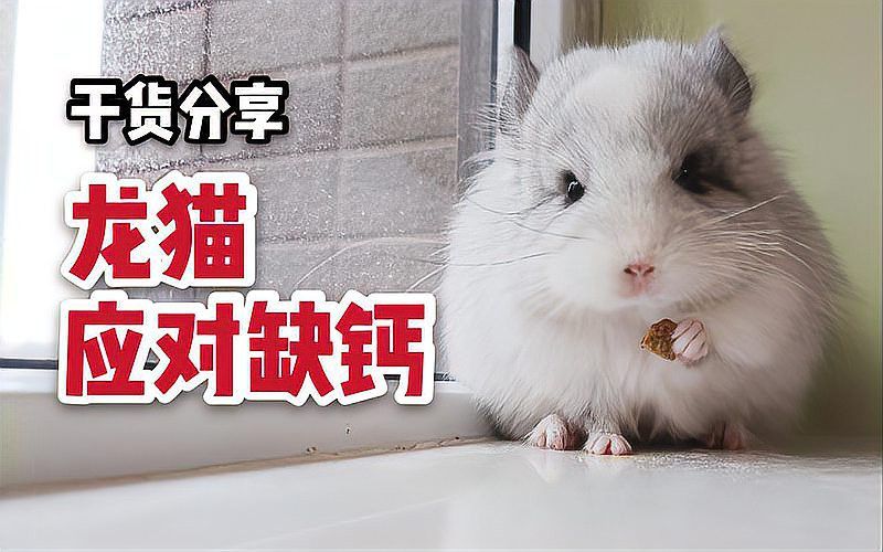如何判斷龍貓是否缺鈣？ 如何判斷龍貓是否缺鈣？ 龍魚百科 第3張