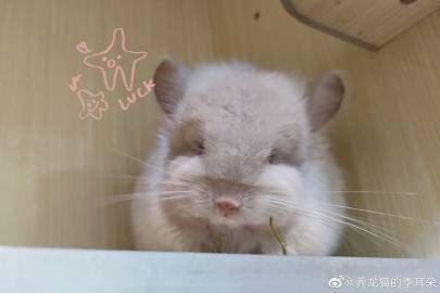 如何判斷龍貓是否缺鈣？ 如何判斷龍貓是否缺鈣？ 龍魚百科 第4張