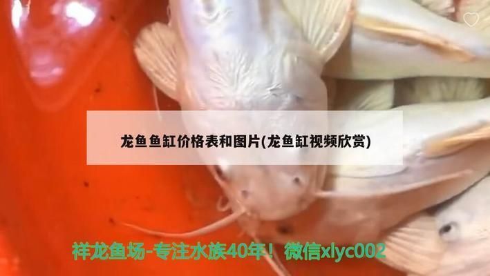 龍魚缸多少錢：龍魚缸價格