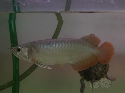 龍魚的發(fā)色是怎么回事：印尼紅龍魚發(fā)色促進發(fā)色促進紅龍魚發(fā)色促進發(fā)色