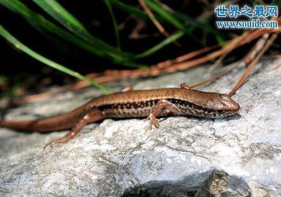 龍魚最便宜要多少錢一條：龍魚最便宜要多少錢？全面解析龍魚價格與選購指南