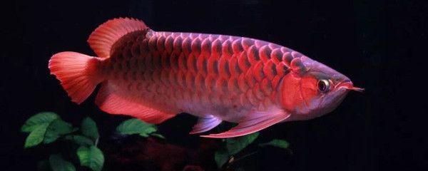 龍魚翻身是什么原因引起的：龍魚翻身可能由多種因素引起
