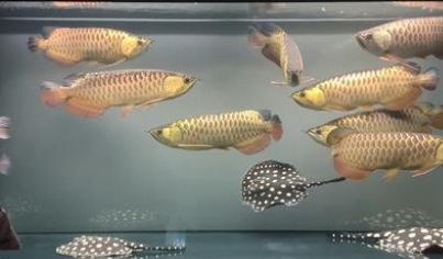 龍魚常見疾病與治療方法：關(guān)于龍魚疾病的一些知識