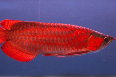 紅龍魚生長速度：紅龍魚的生長速度受到飼養(yǎng)環(huán)境、遺傳基因等因素影響