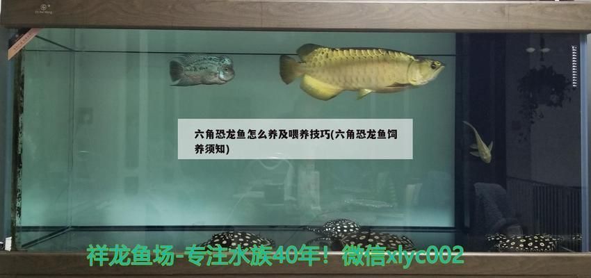 六角恐龍魚食物鏈：六角恐龍魚吃什么，六角恐龍魚吃什么食物，六角恐龍魚的喂食方法
