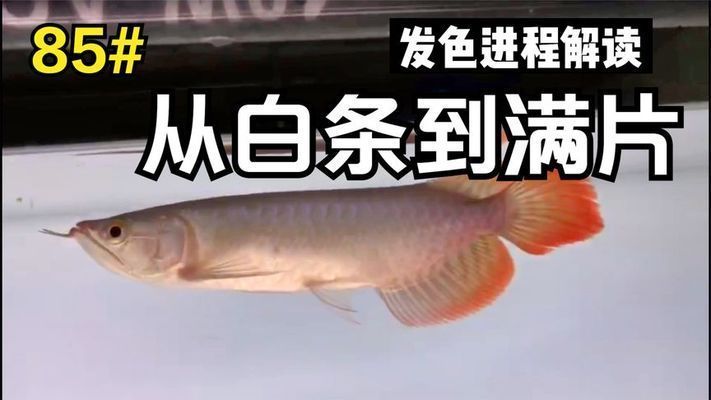 龍魚(yú)發(fā)色原理視頻教程全集：揭秘龍魚(yú)色彩奧秘與養(yǎng)護(hù)秘籍