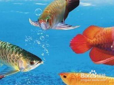 龍魚掉眼最簡單的恢復暗養：龍魚掉眼怎么辦