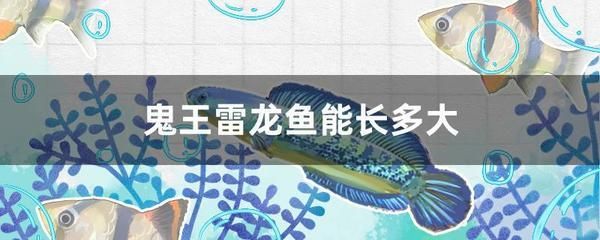 鬼王雷龍魚的飼養技巧：養鬼王雷龍魚需要注意以下幾點建議使用1米大缸 鬼王雷龍魚的飼養技巧：養鬼王雷龍魚需要注意以下幾點建議使用1米大缸 龍魚百科 第2張
