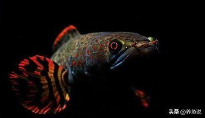 鬼王雷龍魚的飼養技巧:養鬼王雷龍魚需要注意以下幾點建議使用1米大缸 龍魚百科 第3張 鬼王雷龍魚的飼養技巧:養鬼王雷龍魚需要注意以下幾點建議使用1米大缸 鬼王雷龍魚的飼養技巧:養鬼王雷龍魚需要注意以下幾點建議使用1米大缸 龍魚百科 第3張