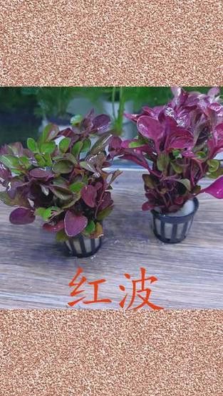哪些水草品種不適合龍魚缸？