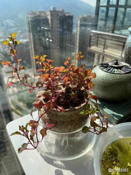 哪些水草品種不適合龍魚缸？