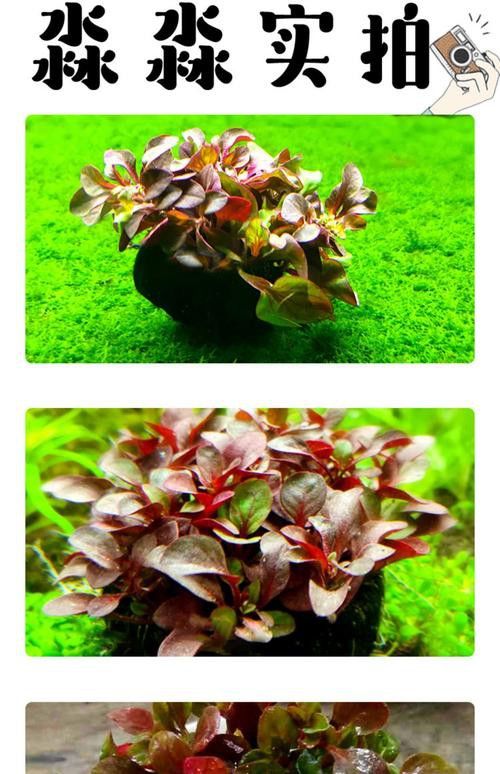哪些水草品種不適合龍魚缸？