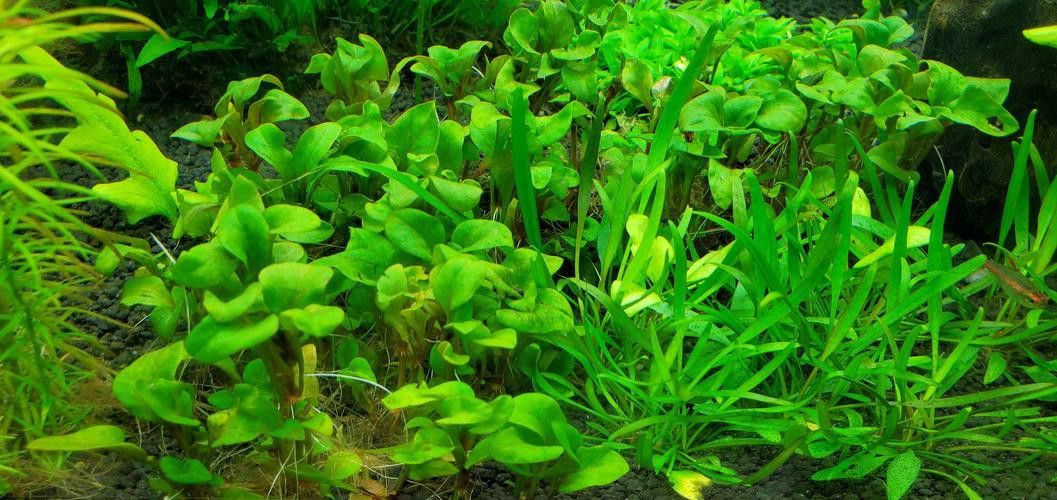 哪些水草品種不適合龍魚缸？