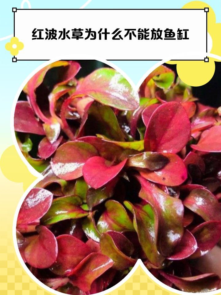 哪些水草品種不適合龍魚缸？