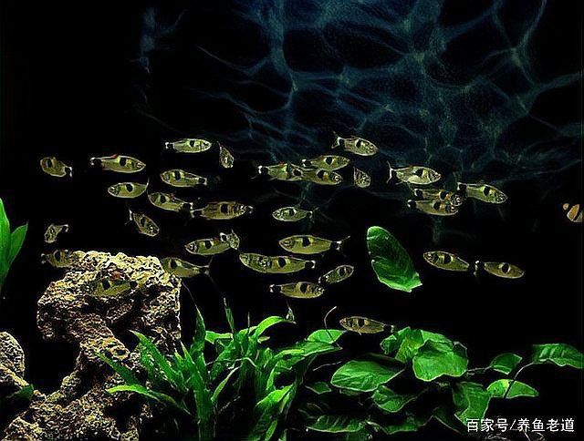哪些水草品種不適合龍魚缸？