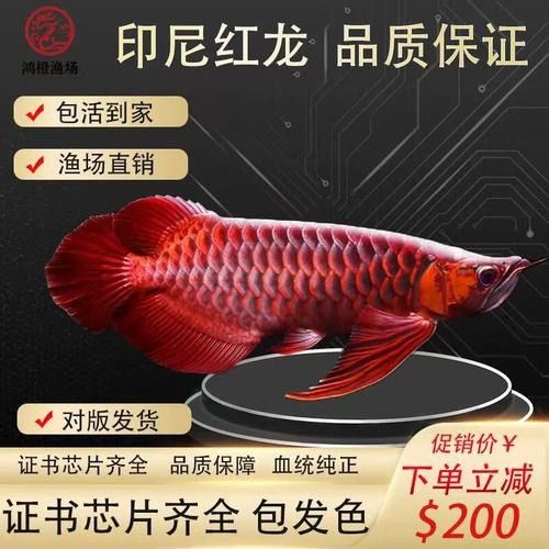 十大紅龍魚品牌排行榜圖片及價格表