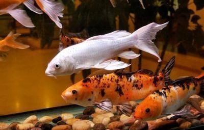 七彩魚和銀龍魚混養(yǎng)怎么樣：七彩魚和銀龍魚可以混養(yǎng)嗎