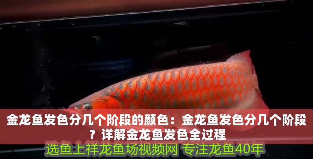金龍魚發色分幾個階段的顏色：金龍魚發色分幾個階段？詳解金龍魚發色全過程