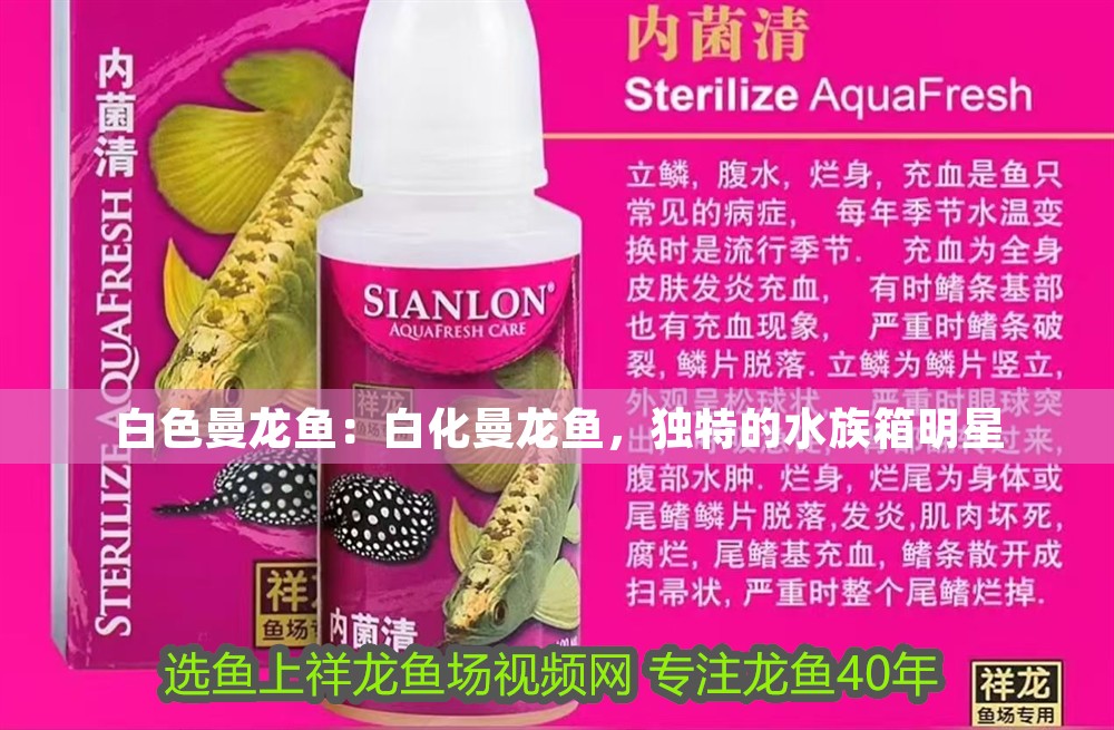 白色曼龍魚：白化曼龍魚，獨特的水族箱明星 白色曼龍魚：白化曼龍魚，獨特的水族箱明星 龍魚百科 第1張