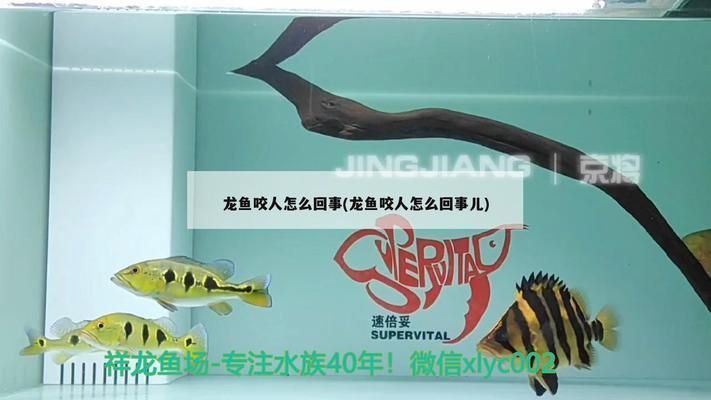 龍魚咬手疼嗎：如何正確飼養龍魚