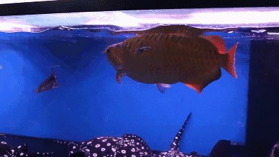 龍魚總在上面游：龍魚總在上面游可能是由于水質問題、水溫問題、健康問題、健康問題