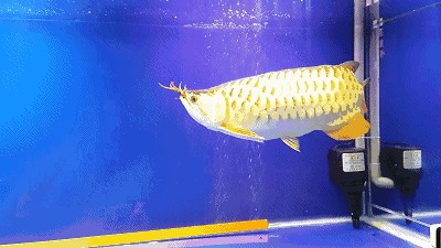 龍魚總在上面游：龍魚總在上面游可能是由于水質問題、水溫問題、健康問題、健康問題