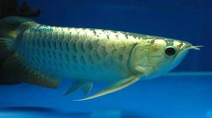 龍魚總在上面游：龍魚總在上面游可能是由于水質問題、水溫問題、健康問題、健康問題