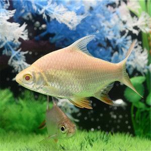 金龍魚的品質排行（金頭過背金龍魚價格范圍,金龍魚珠鱗亮度影響因素）