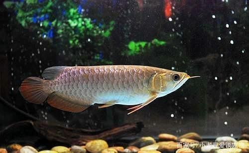 龍魚翻鰓后果是什么：如何解決龍魚打架現象