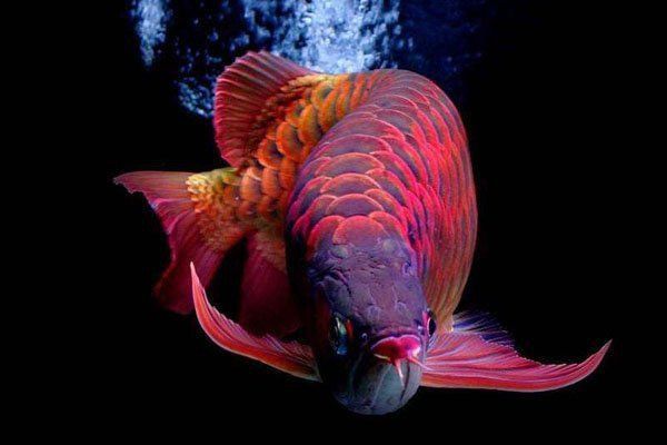 世界十大頂級紅龍魚