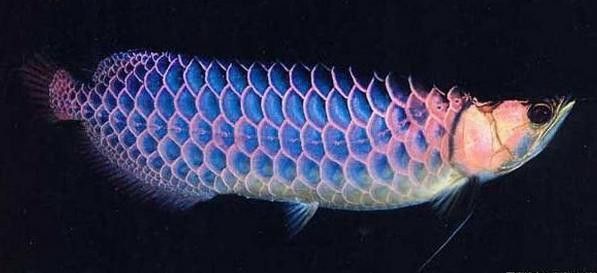 過背金龍藍底吃什么食物最好？ 過背金龍藍底吃什么食物最好？ 龍魚百科 第8張