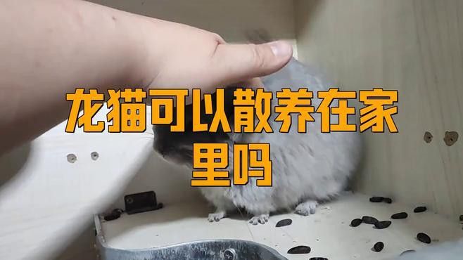 有哪些龍貓散養用品推薦？