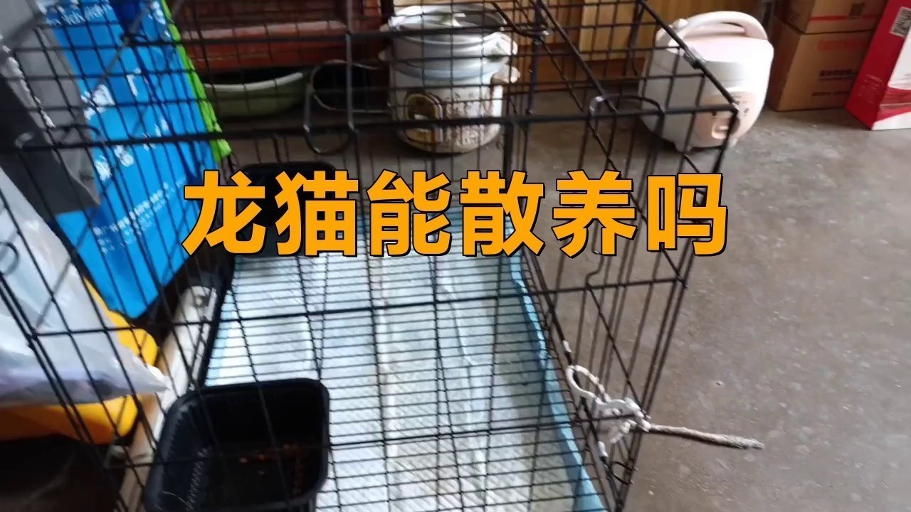 有哪些龍貓散養用品推薦？