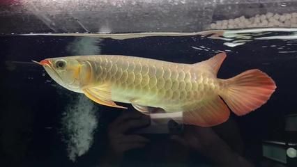 龍魚尾巴邊緣發(fā)黑：龍魚尾巴邊緣發(fā)黑可能由多種因素引起，可能是由多種因素引起的