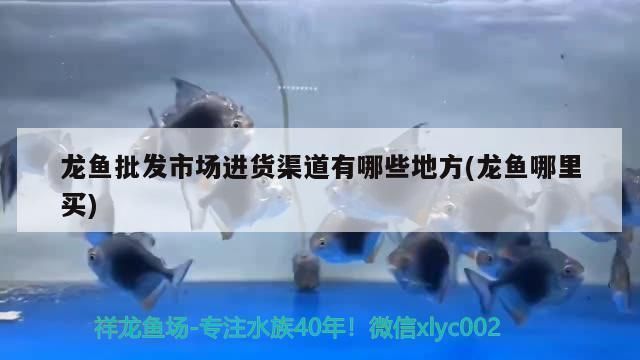龍魚批發市場進貨渠道在哪里：龍魚批發市場健康檢測標準,龍魚批發市場價格對比