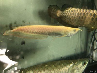 黃化龍魚百度百科：黃化龍魚是一種美麗的觀賞魚類，具有一定文化和經濟價值