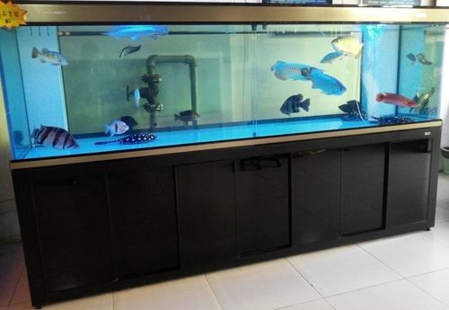 龍魚混養魚推薦圖片欣賞大全 龍魚混養魚推薦圖片欣賞大全 龍魚百科 第36張