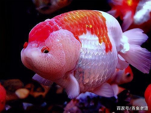 觀賞魚色彩形成原因