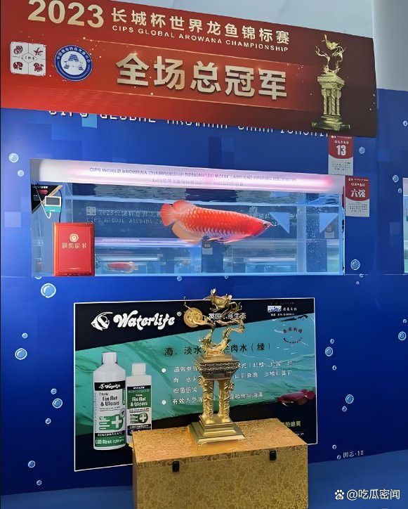 2023廣州龍魚比賽冠軍有誰 2023廣州龍魚比賽冠軍有誰 龍魚百科 第3張