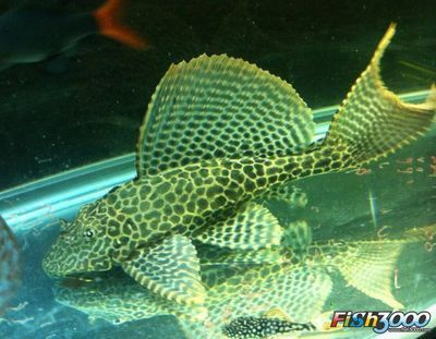 女王大帆魚苗批發(fā)：女王大帆魚苗批發(fā)可以通過多種途徑進(jìn)行多種途徑進(jìn)行