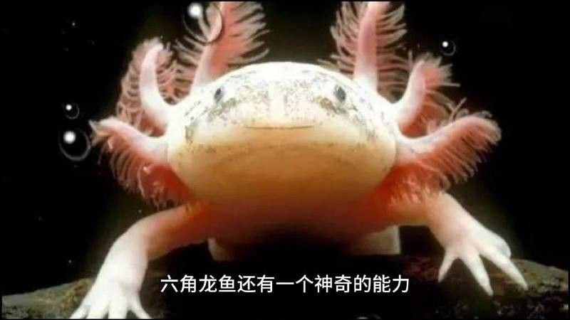 六角龍魚可以長到多大 六角龍魚可以長到多大 龍魚百科 第6張