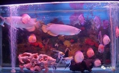 紅龍魚水溫多少度會死亡（紅龍魚適合的水溫是多少？）