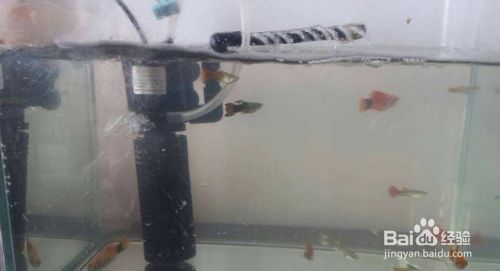 魚缸的過濾器怎么安裝(如何選擇適合的魚缸過濾器) 龍魚百科 第5張 魚缸的過濾器怎么安裝(如何選擇適合的魚缸過濾器) 魚缸的過濾器怎么安裝(如何選擇適合的魚缸過濾器) 龍魚百科 第5張