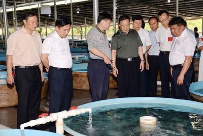 大龍魚如何撈出來養：如何撈取和轉移大龍魚