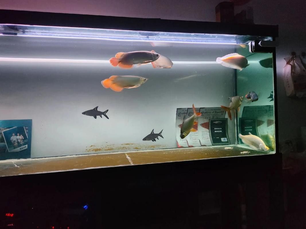 龍魚適合多大的缸