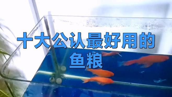 銀龍魚魚糧什么牌子好