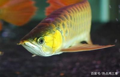 龍魚養幾條？：1.5米的魚缸可以養3條小龍魚，養幾條合適的問題